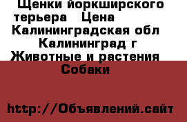 Щенки йоркширского терьера › Цена ­ 11 000 - Калининградская обл., Калининград г. Животные и растения » Собаки   